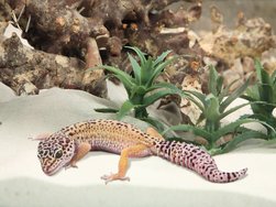 [Translate to pl:] Leopardgecko