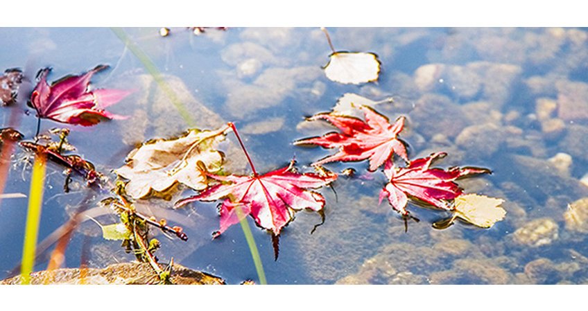 [Translate to pl:] Teich mit Blättern drin