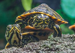 Wasserschildkröten