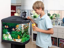 Junge füttert Fische