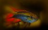 Cichlidé pourpre (Pelvicachromis pulcher)