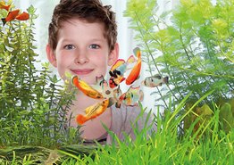 Haftfutter-Chip an Aquariumscheibe