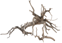 sera Scaper Root
