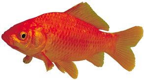 Peixe vermelho (Carassius auratus)
