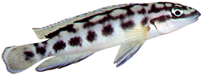 Cichlide uit het Tanganyikameer (Julidochromis transcriptus)