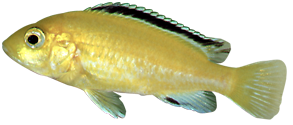 Labido jaune (Labidochromis  caeruleus)