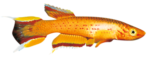 Barbo-de-lira (Aphyosemion australe)