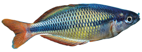 Pez arco iris rayado (Melanotaenia trifasciata)