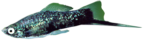 Zwarte zwaarddrager (Xiphophorus helleri)