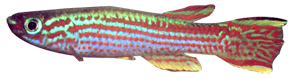 Beş Çizgili Killifish (Aphyosemion striatum)