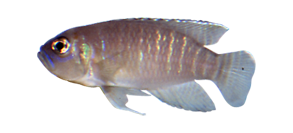 Slakkenhuiscichlide (Neolamprologus brevis)