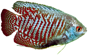 Zwergfadenfisch (Colisa lalia)