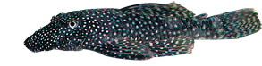 Çalı Ağızlı Ancistrus (Ancistrus dolichopterus)