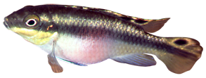 Pestřec červený (Pelvicachromis pulcher)