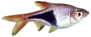 Harlequin Fish (Trigonostigma heteromorpha)