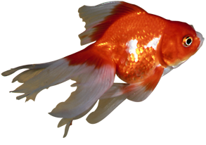 Воална златна рибка (Carassius auratus auratus)