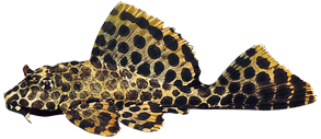 Zeilvinpleco (Glyptoperichthys gibbiceps)