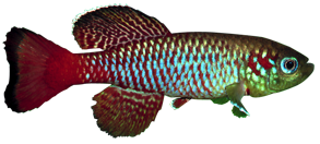 Guenther’s Nothobranch (Nothobranchius guentheri)