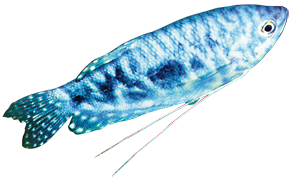 Tricogaster azul (Trichogaster trichopterus)