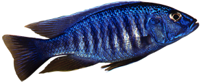 Pyszczak lazurowy (Sciaenochromis ahli)