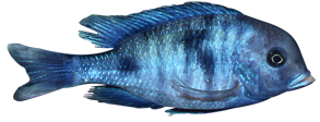 Blue Dolphin Cichlid (Cyrtocara moorii)
