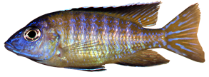 Grant’s Peacock (Aulonocara stuartgranti)