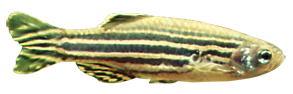 Zebrabärbling (Danio rerio)