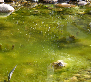 Pond с влакнестата водорасли