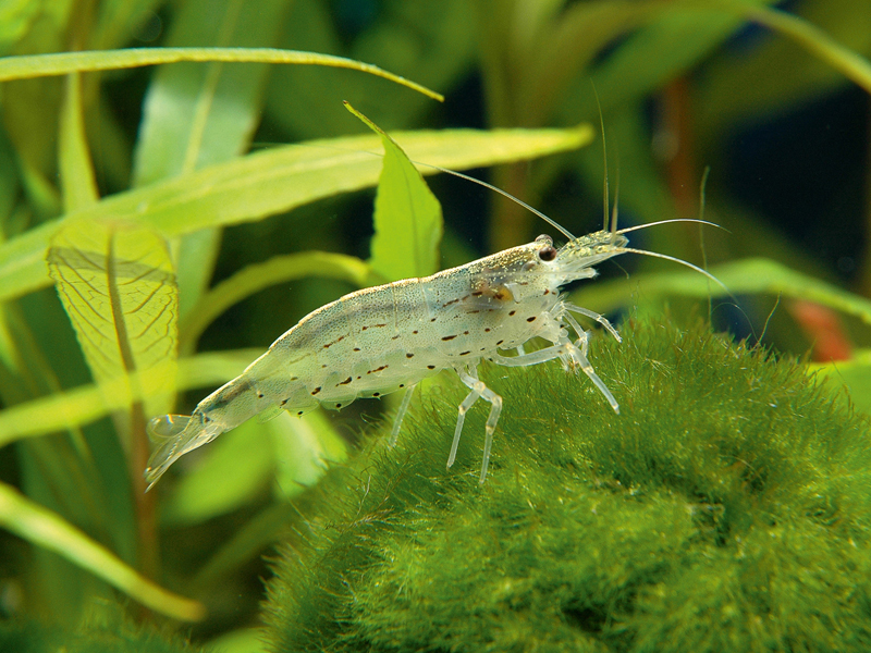 Japanische Amano-Garnele